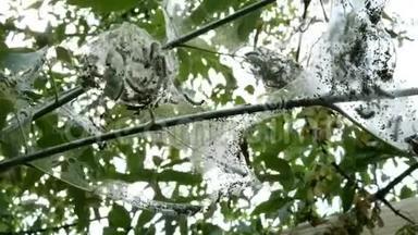 花园或后院里的一种树，寄生着毛毛虫，上面覆盖着蜘蛛蛾的网。天幕毛虫属